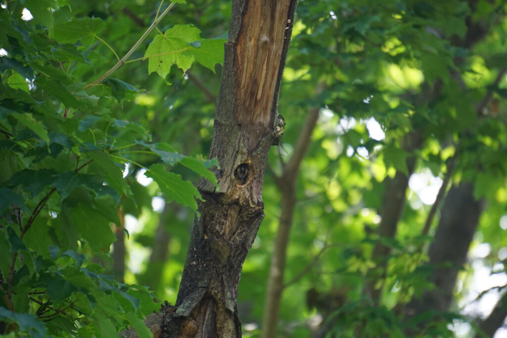 baby bird nest in tree