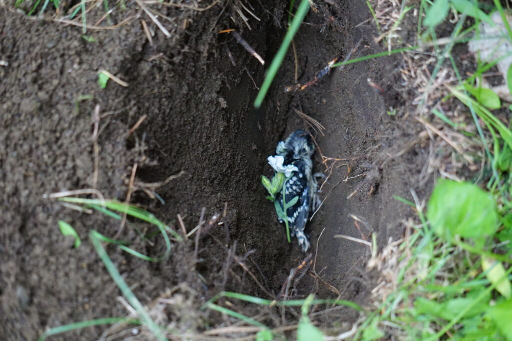 woodpecker in hole 