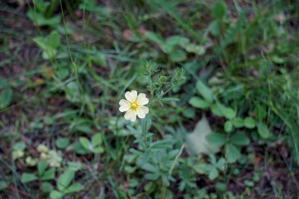 small yellow flower