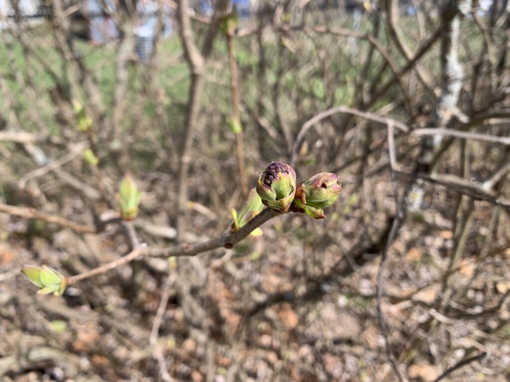 bud on bush in Spring