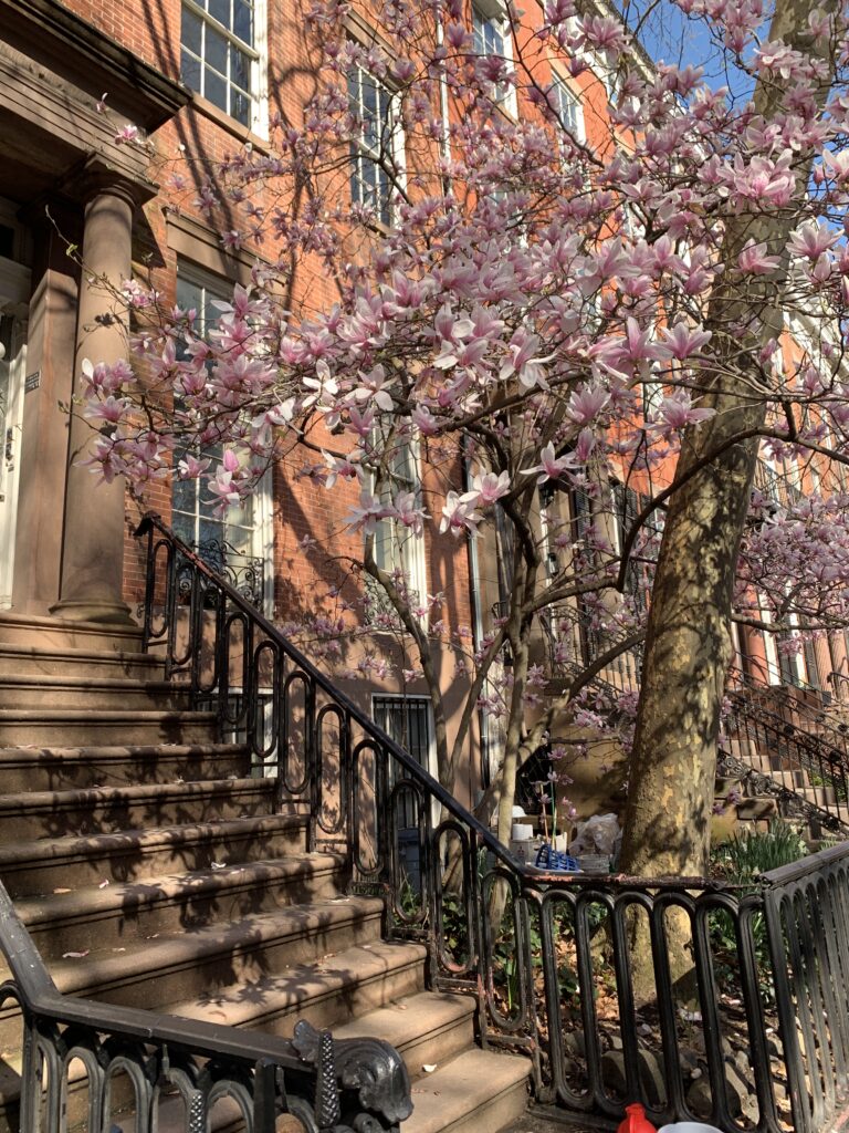 Townhouse near Washington Square Park with Pink Spring Flowers