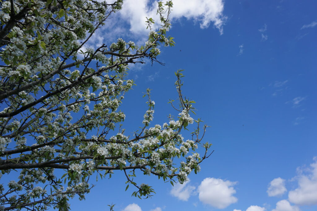 White blossoms against blue sky