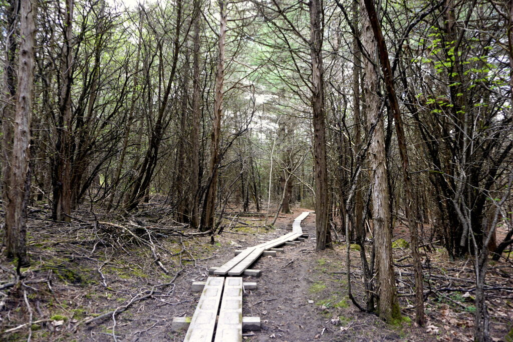 wooded path with walking planks