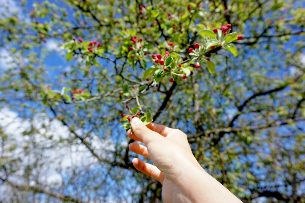 Hand reaching for blossoms