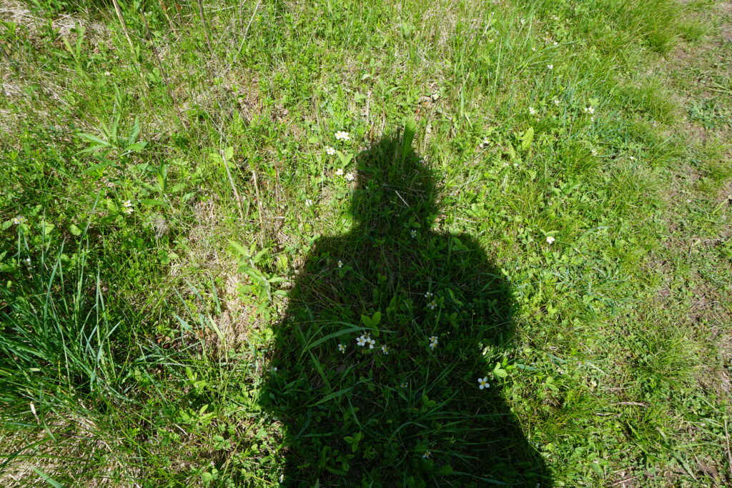 shadow of woman on grass