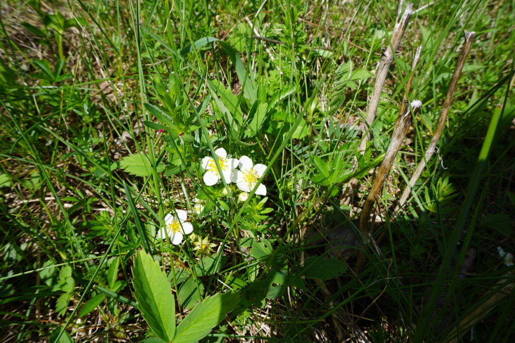 strawberry blossoms