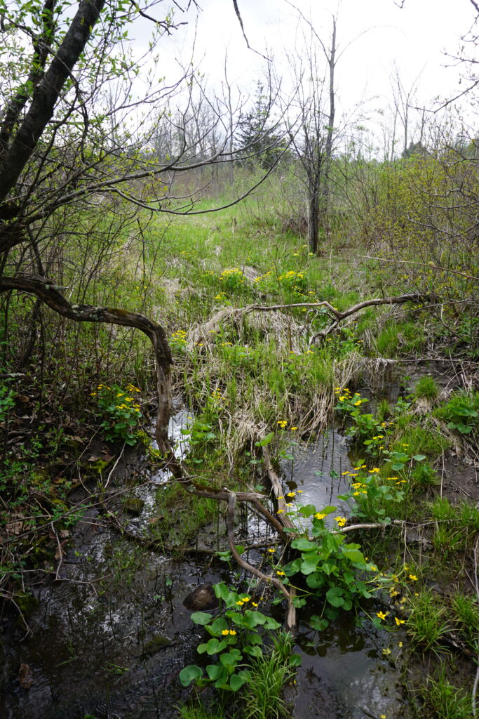 creek and grass area