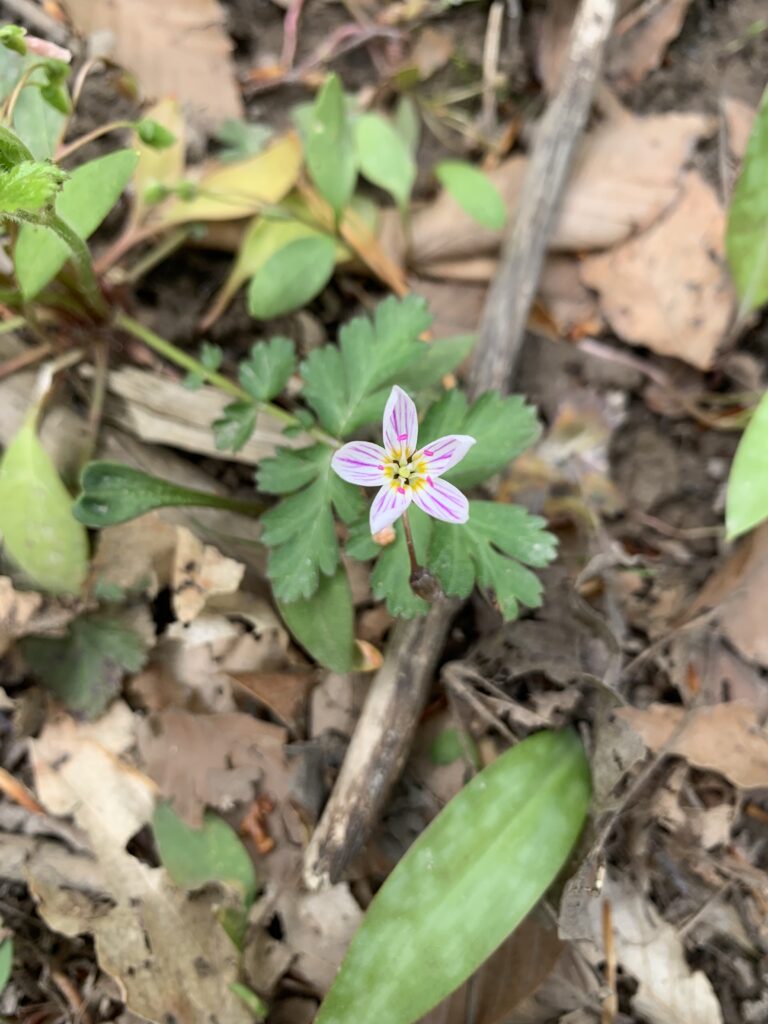 small violet in woods