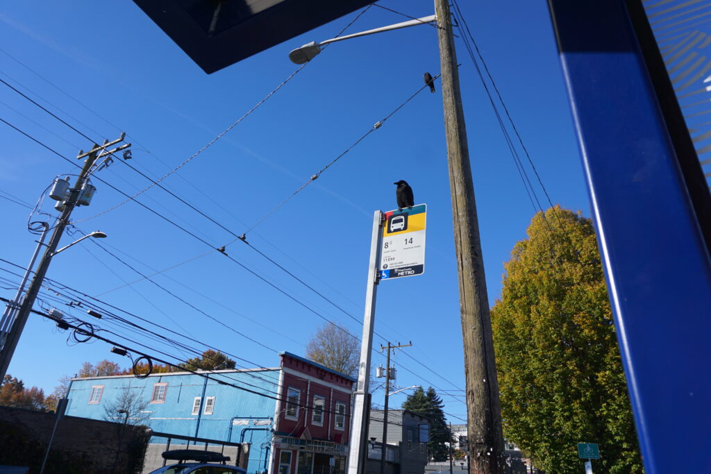 crows on bus sign