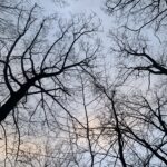 Looking up at tree branches