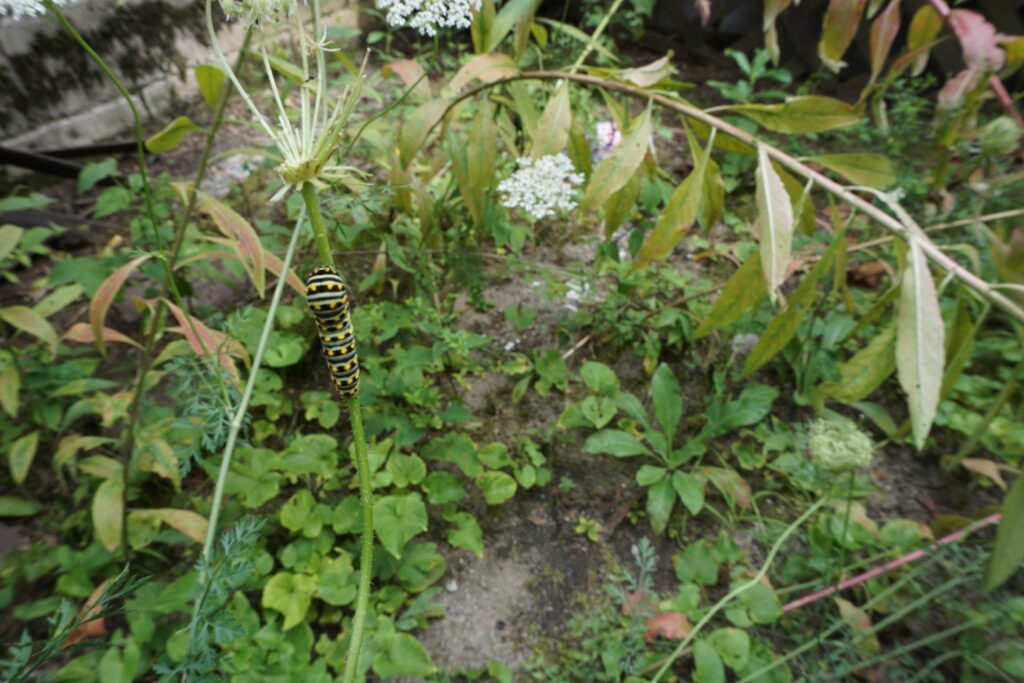 flower and caterpiller