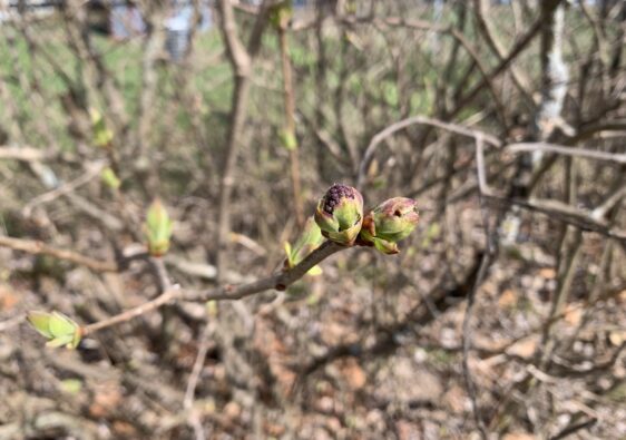 bud on bush in Spring