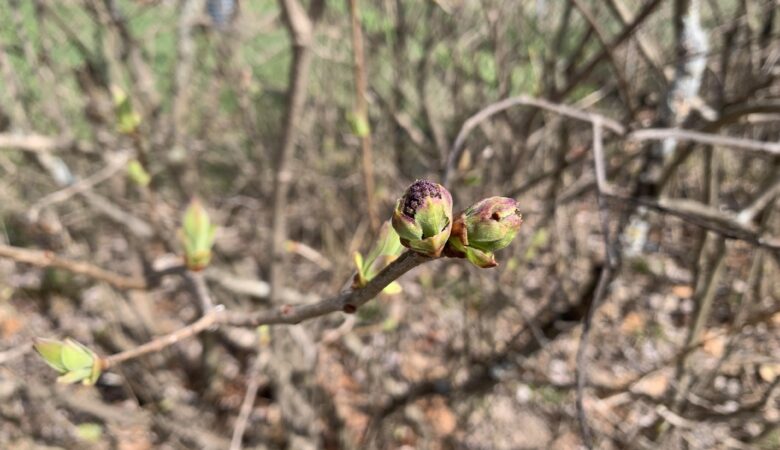 bud on bush in Spring