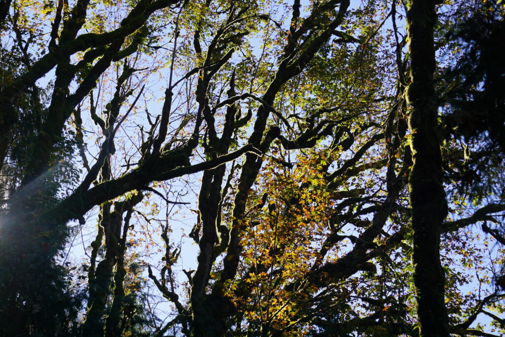 tree silhouette