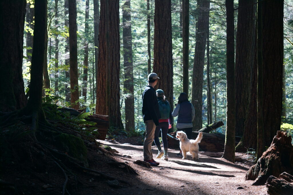 group hike in woods