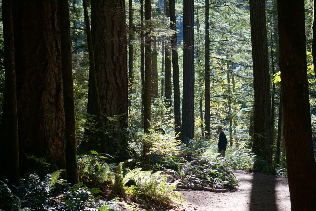 boy in forest